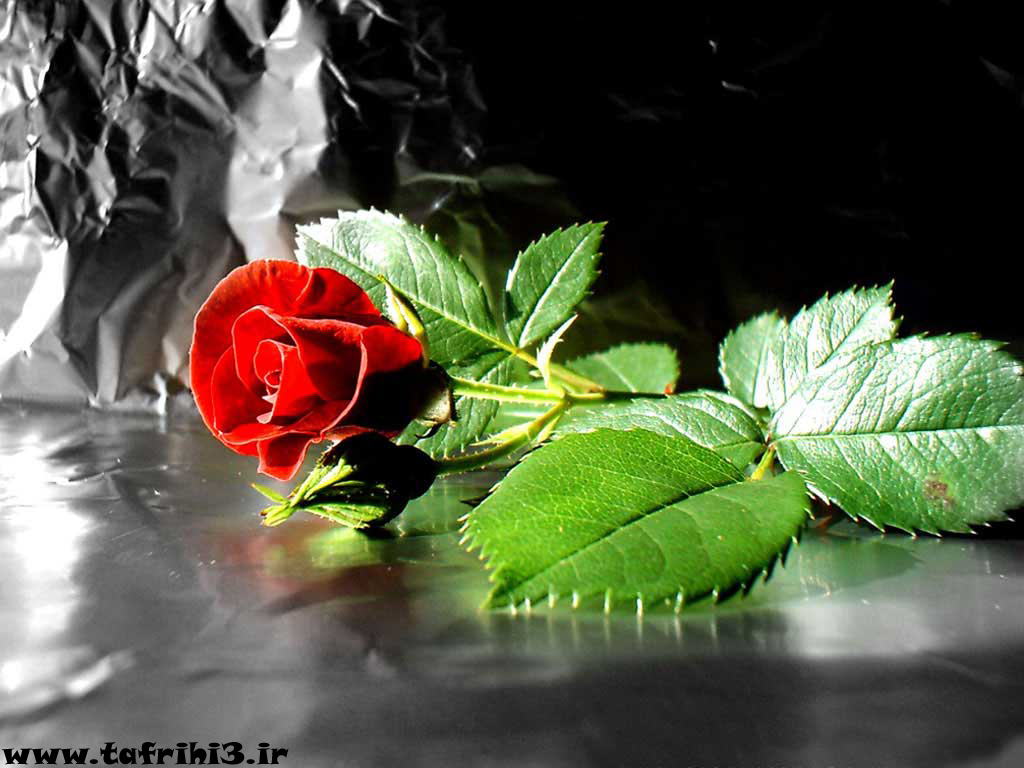 عکس های بسیار زیبا از گل رز قرمز