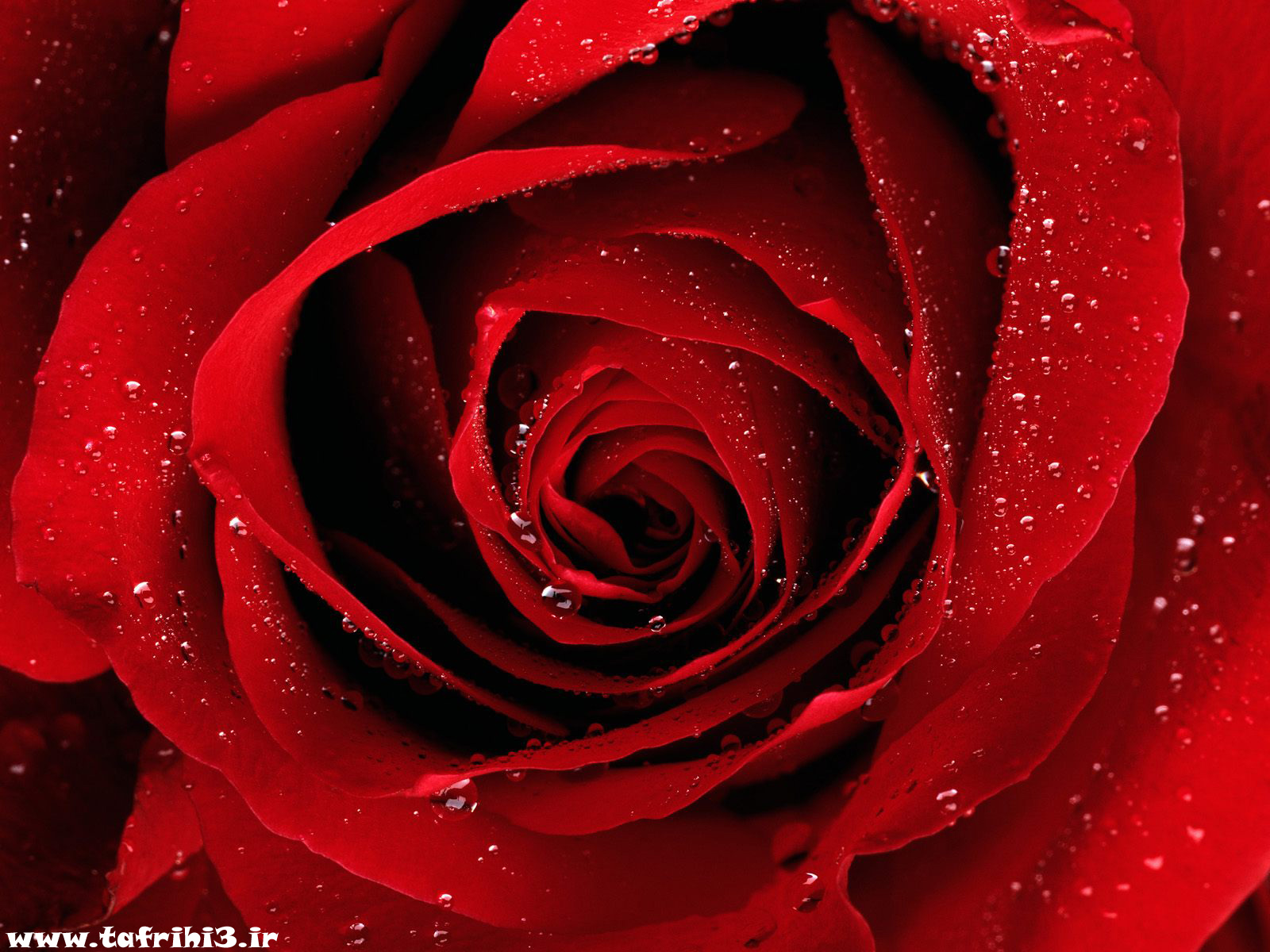 عکس های بسیار زیبا از گل رز قرمز