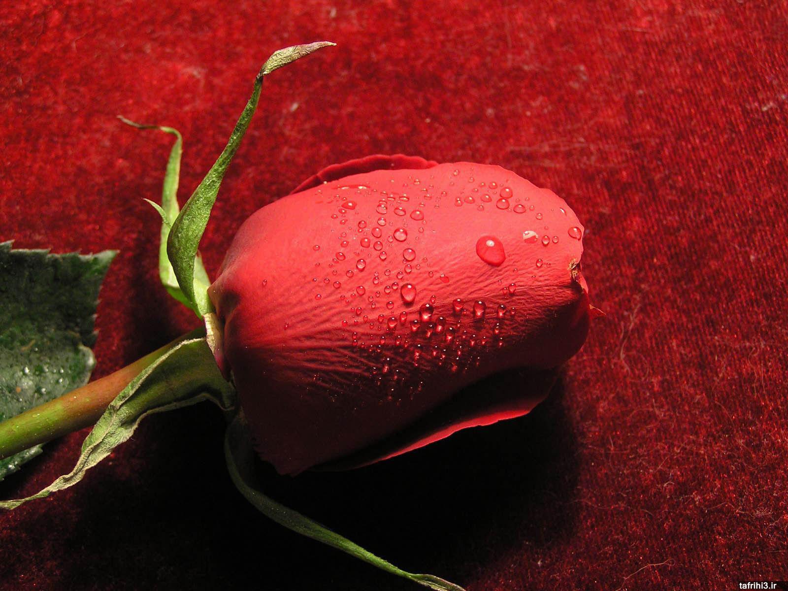 عکس های گل رز قرمز با کیفیت hd