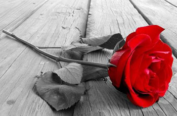 عکس رز گل قرمز