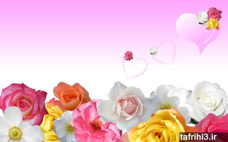 عکس بسیار زیبای عاشقانه گل رز